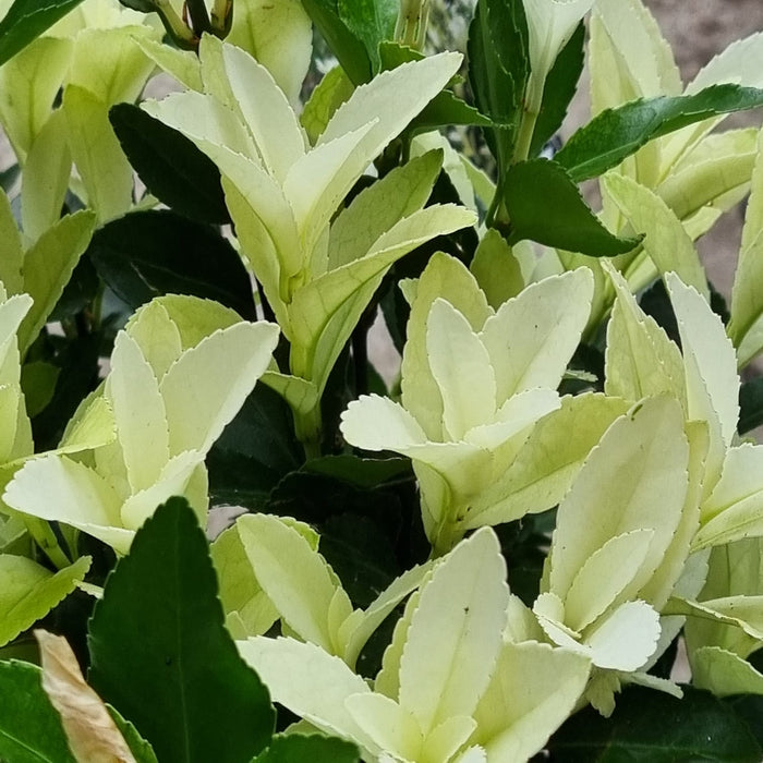 VANE EUONYMUS  'Japonica Himalaya' 19cm