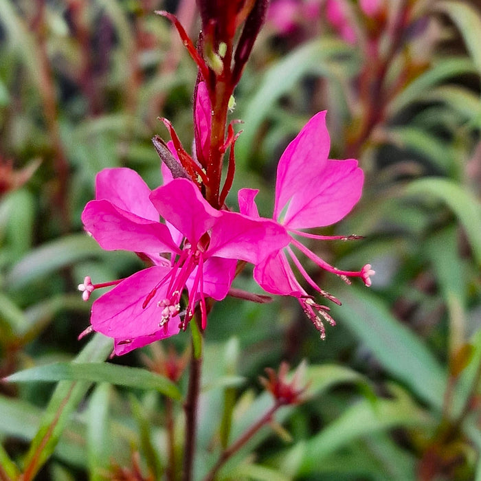 GAURA lindheimeri Belleza 3ltr