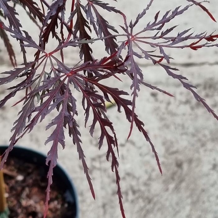 ACER  Palmatum Firecracker 3l