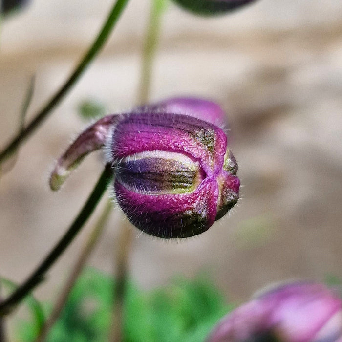 DELPHINIUM Delgenius 'Chantay' 3ltr