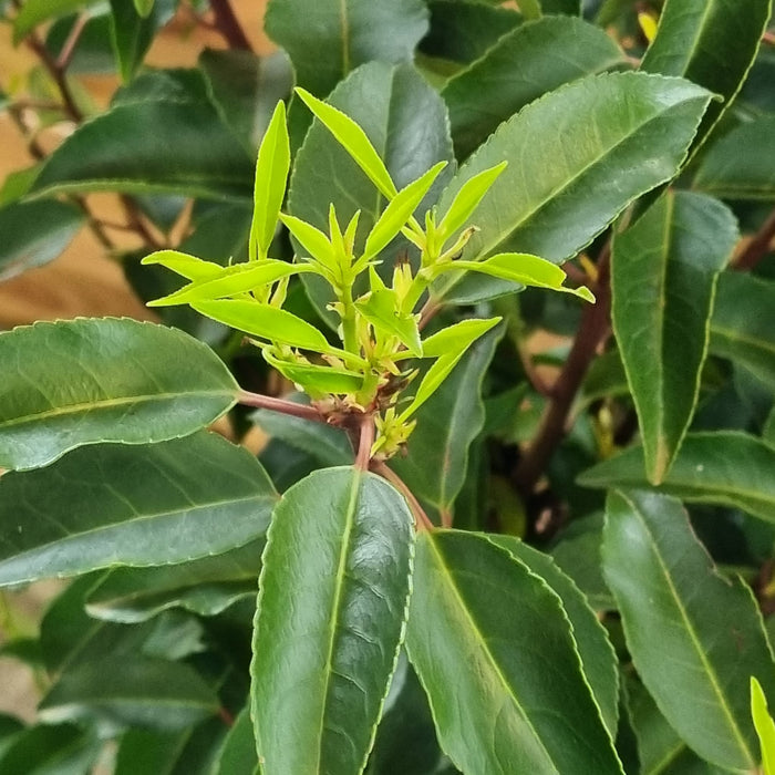 PRUNUS lusitanica Angustifolia