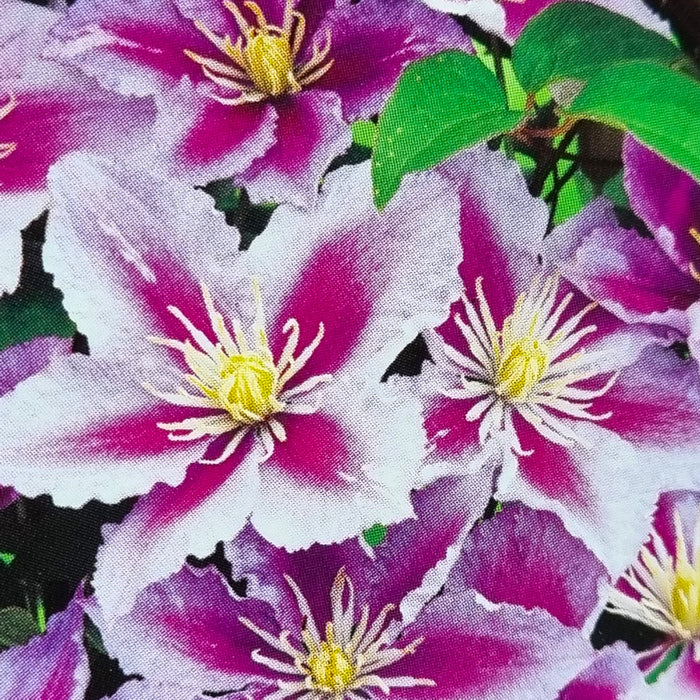 CLEMATIS Piilu 3L