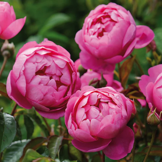 DAVID AUSTIN ROSES - Royal Jubilee