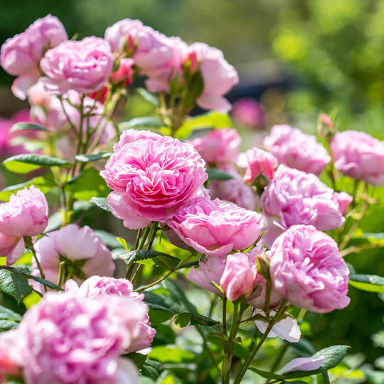 DAVID AUSTIN ROSES -  The Ancient Mariner