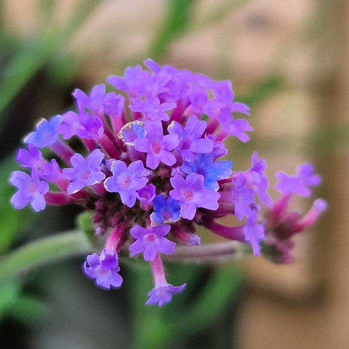 VERBENA bonariensis Lollipop 3ltr