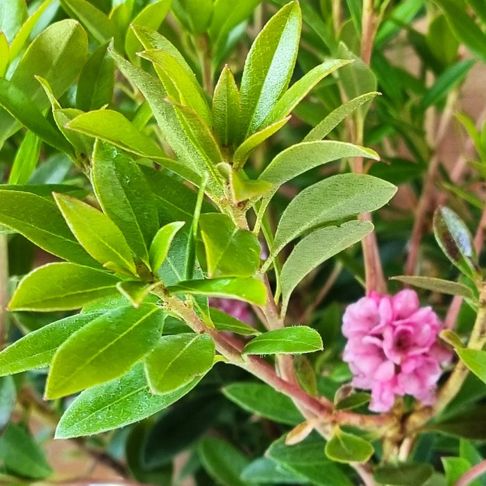 RHODODENDRON 'Bloombux Magenta' 2L