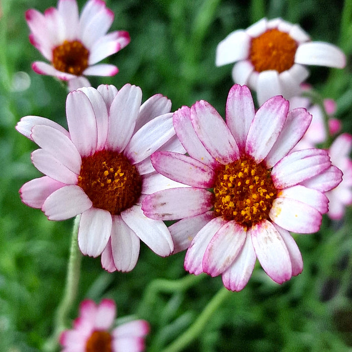 RHODANTHEMUM 'Marrakech' 3ltr