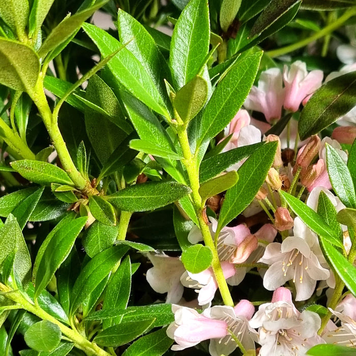 RHODODENDRON 'Bloombux' 2L