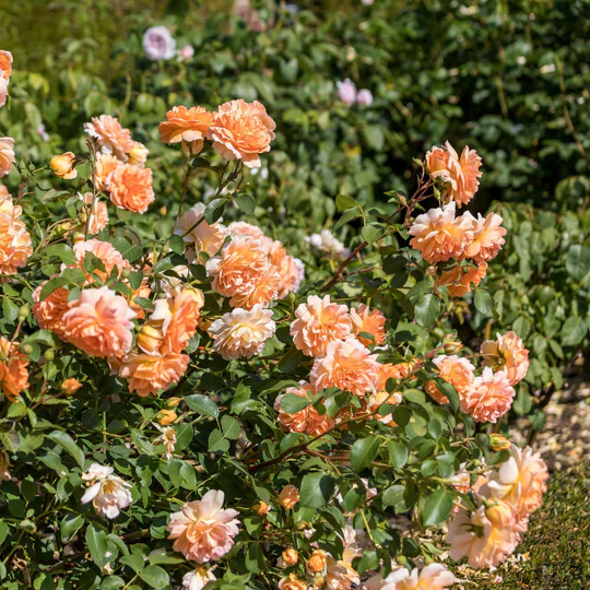 DAVID AUSTIN ROSES -  Dame Judi Dench