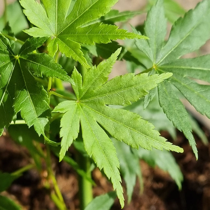 ACER  Palmatum Going Green