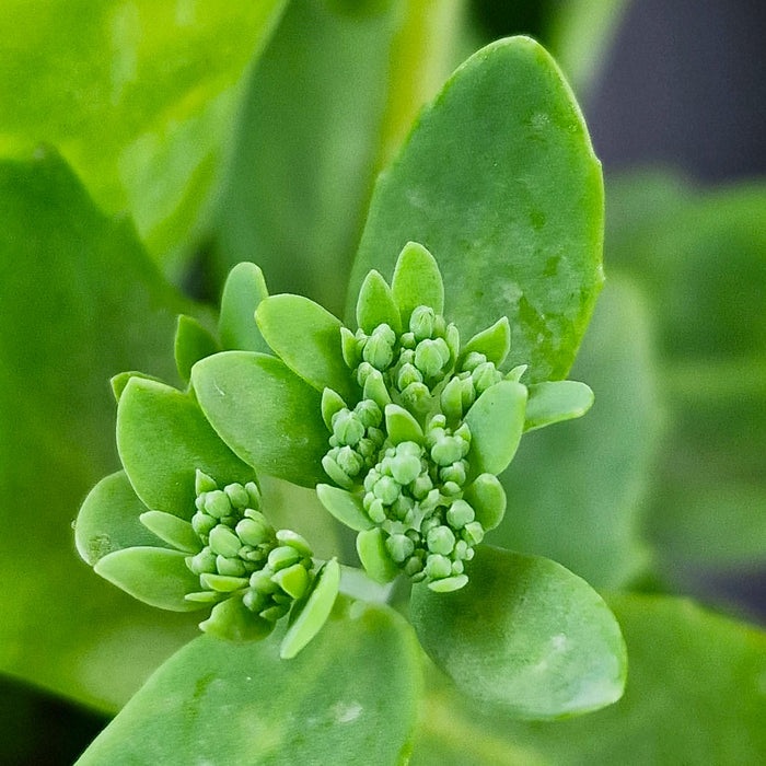 SEDUM Herbstfreude (Autumn Joy) 2ltr