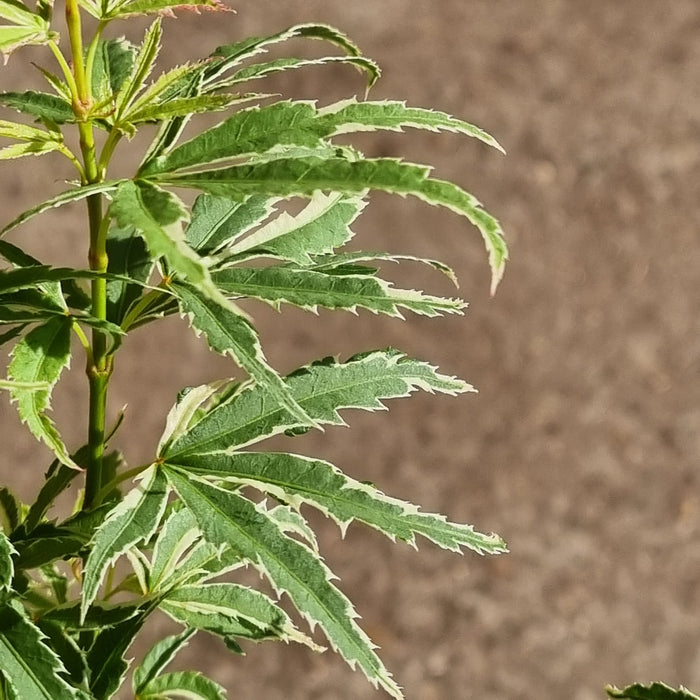 ACER 'Palmatum Butterfly'