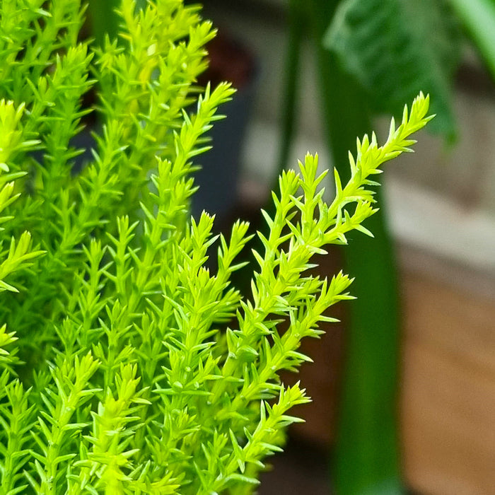 CUPRESSUS  'Mac Goldcrest Wilma' 13cm