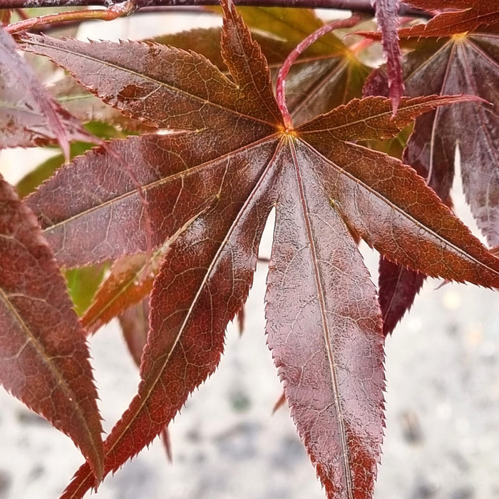 ACER palm. 'Yezo-nishiki' 3ltr