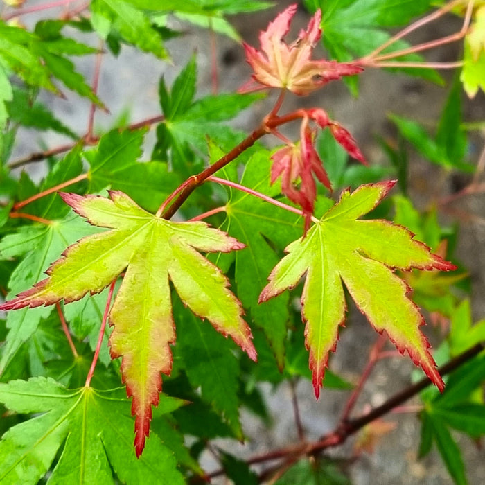 ACER Palm. Red Wine