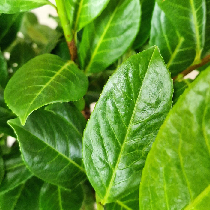 VAN PRUNUS 'Laurocerasus Rotundifolia' (5 Liter)