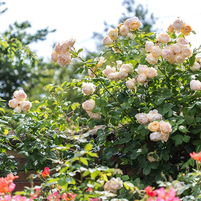 DAVID AUSTIN ROSES -  Wollerton Old Hall CLG