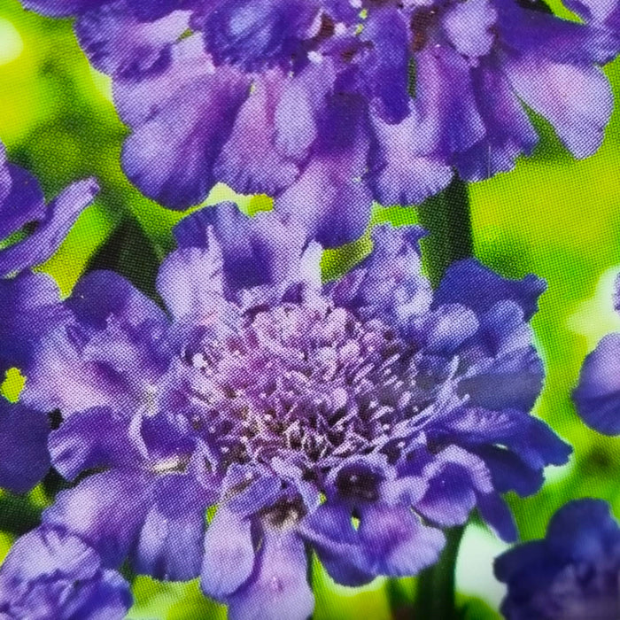 SCABIOSA Butterfly Blue 2ltr