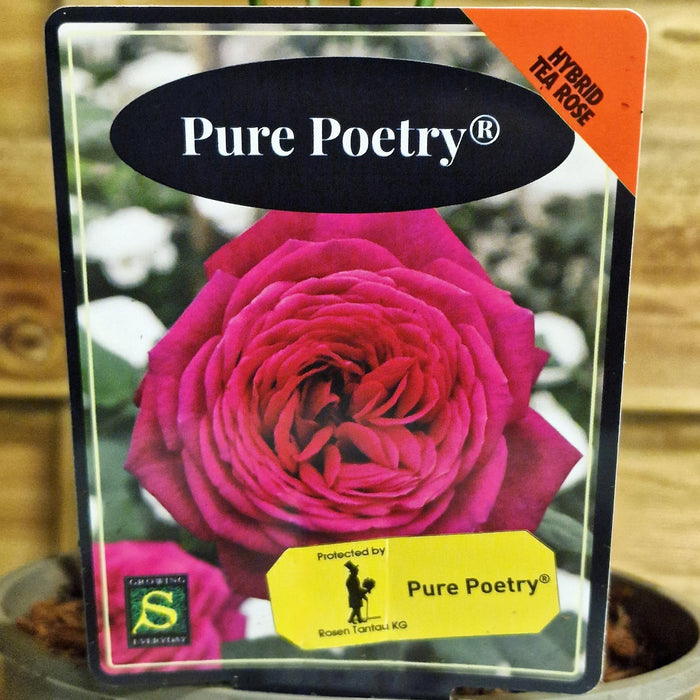 ROSE Pure Poetry - Hybrid Tea 3ltr