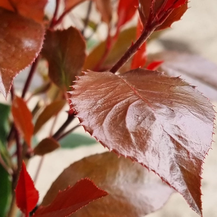 PHOTINIA fraseri Little Red Robin 17cm