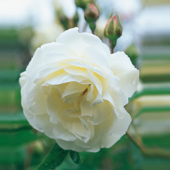 DAVID AUSTIN ROSES - Iceberg Climbing