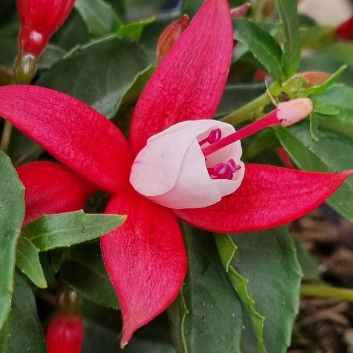 FUCHSIA Scarlet White 2ltr