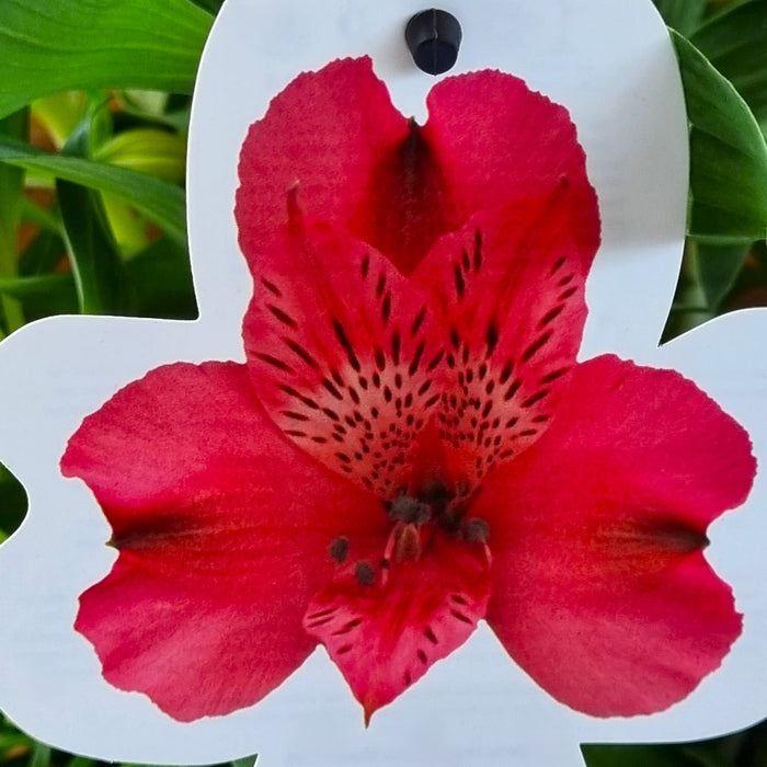 ALSTROMERIA Inca Candy 19cm