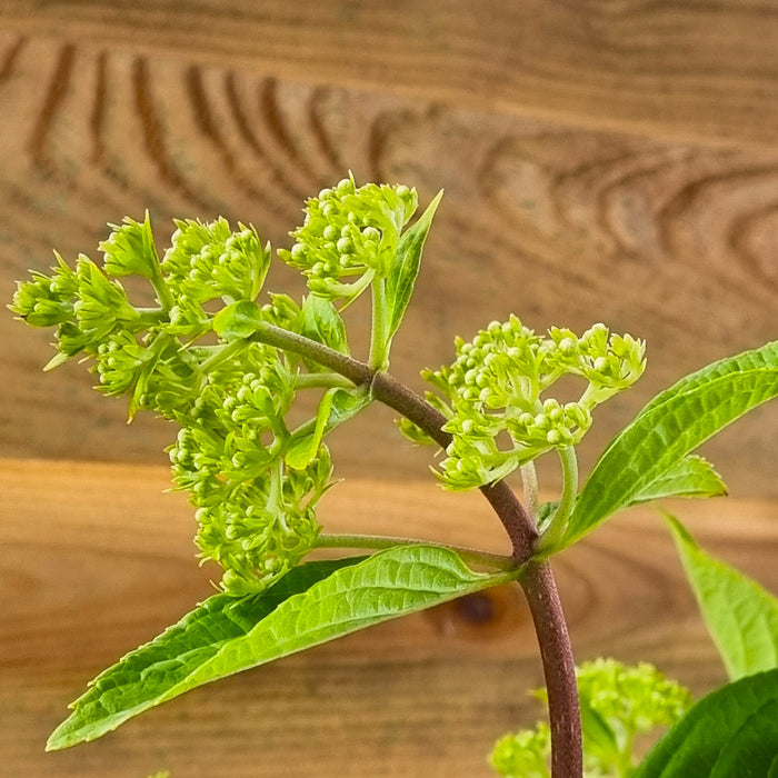 HYDRANGEA Sweet Summer