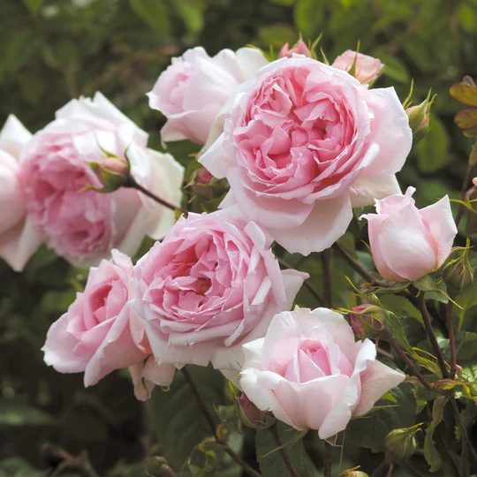 DAVID AUSTIN ROSES - The Wedgwood Rose