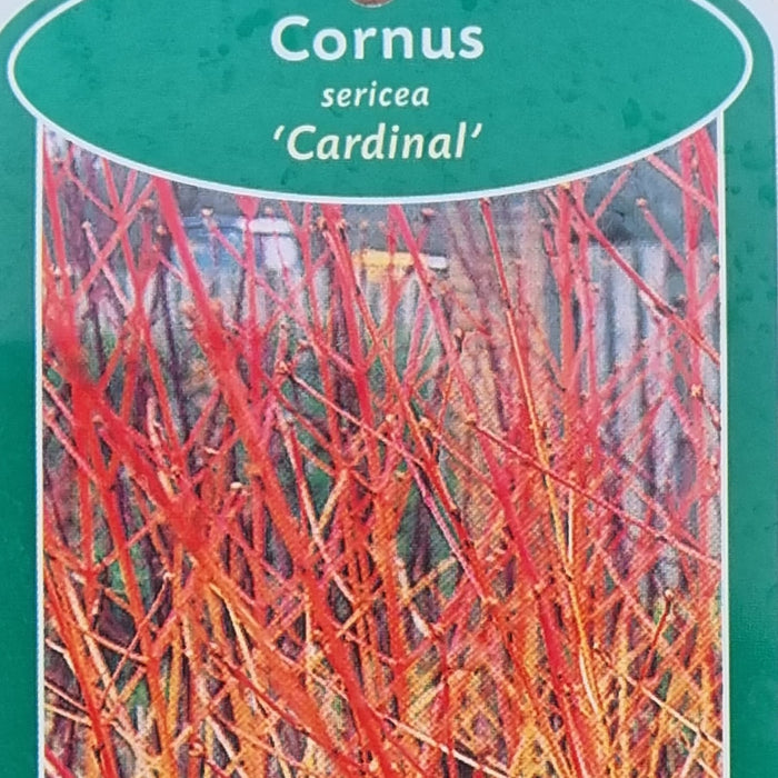 CORNUS sericea 'Cardinal' 3ltr