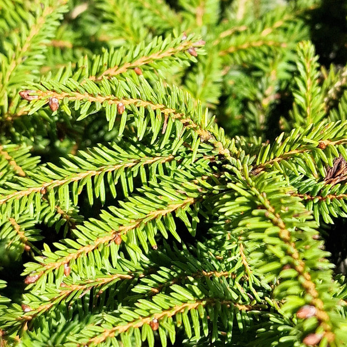 Picea Abies Nidiformis* 4.5L