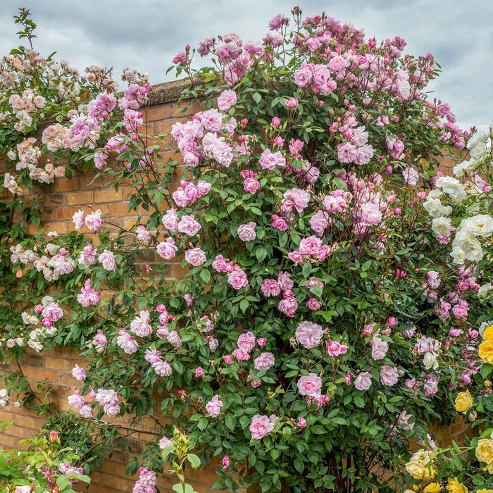 DAVID AUSTIN ROSES - Mortimer Slacker Climbing