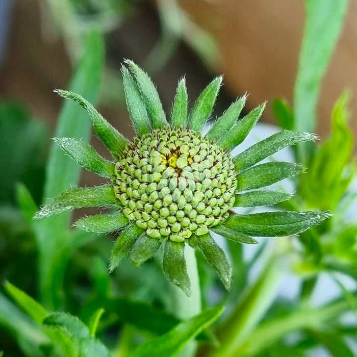 SCABIOSA Butterfly Blue 2ltr