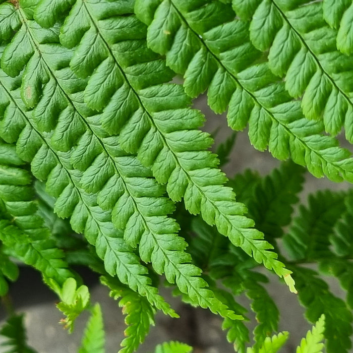 DRYOPTERIS affinis 3ltr