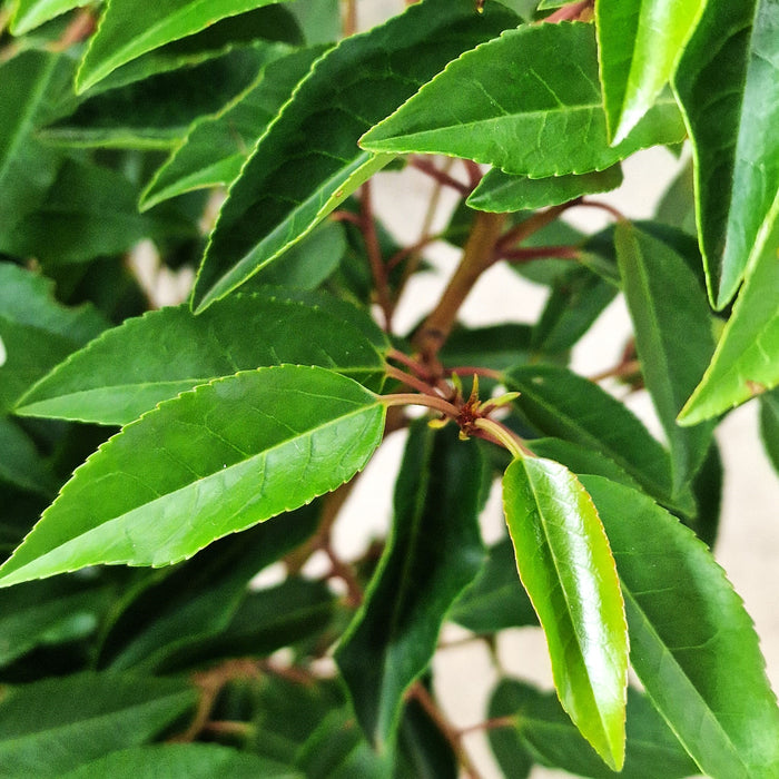 VE PRUNUS 'Lusitanica Angustifolia'