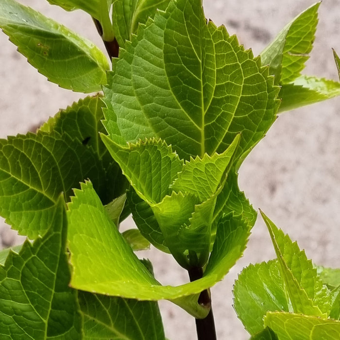 HYDRANGEA  Zorro