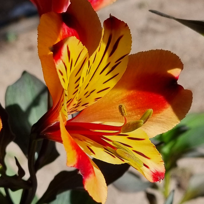 ALSTROMERIA  Indian Summer 17cm