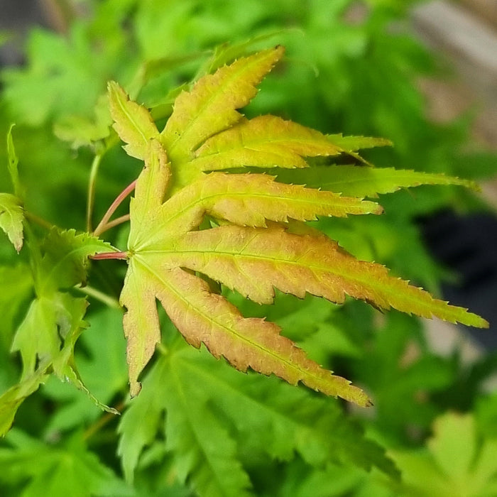 VE ACER 'Palmatum Orange Dream' 15cm