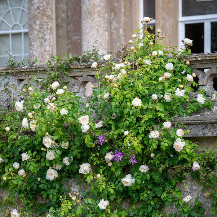 DAVID AUSTIN ROSES - Claire Austin