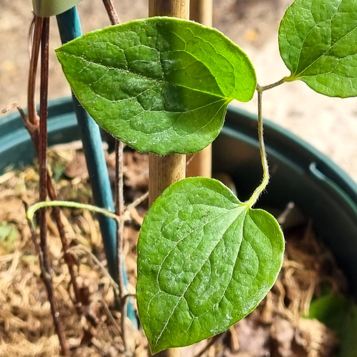 CLEMATIS Rouge Cardinal 3L