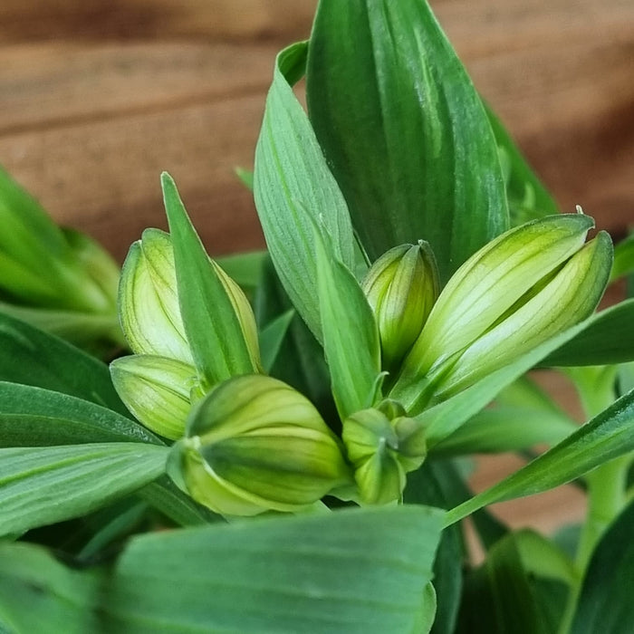 ALSTROMERIA Inca Candy 19cm