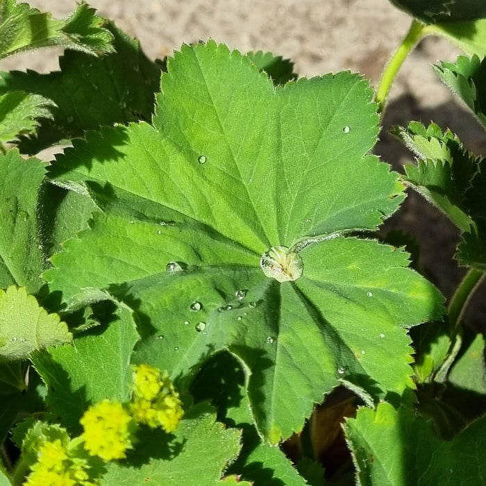 ALCHEMILLA Mollis 3ltr