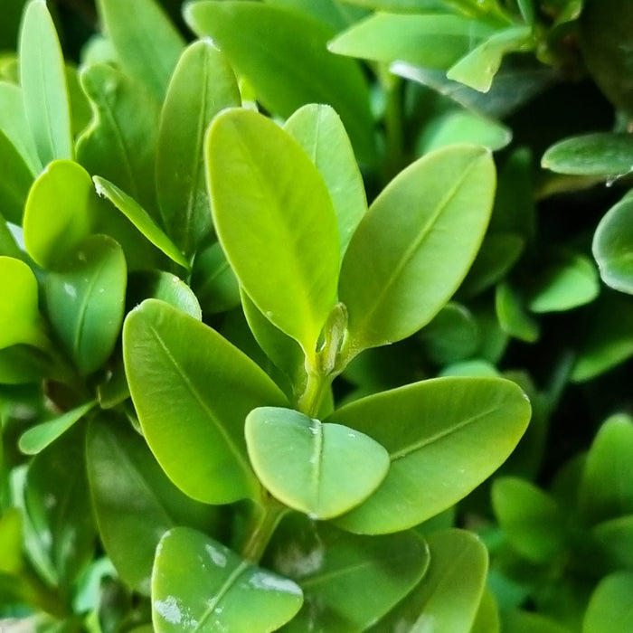 BUXUS  Sempervirens 80/90 Pyramid