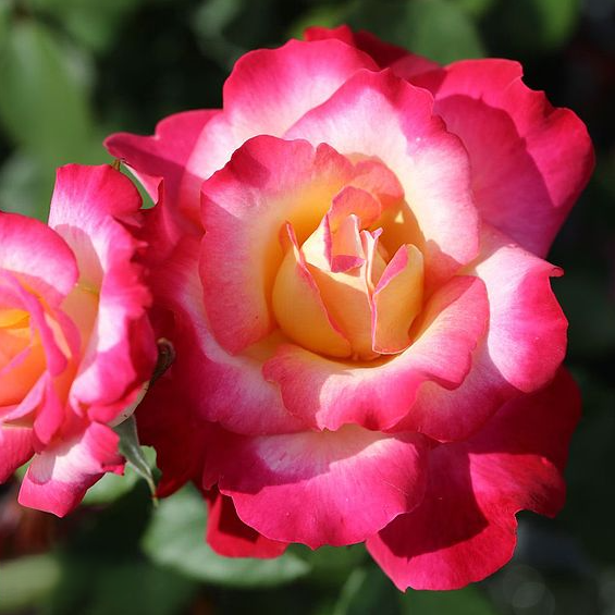 ROSE You're my Everything (ROTY 2025) - Hybrid Tea 3ltr