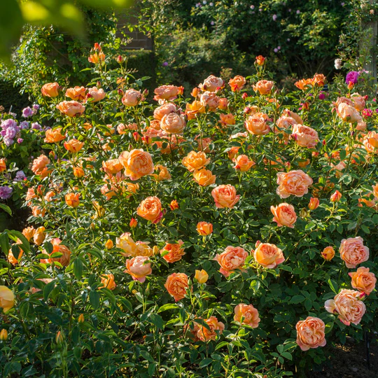 DAVID AUSTIN ROSES - Lady Of Shalott