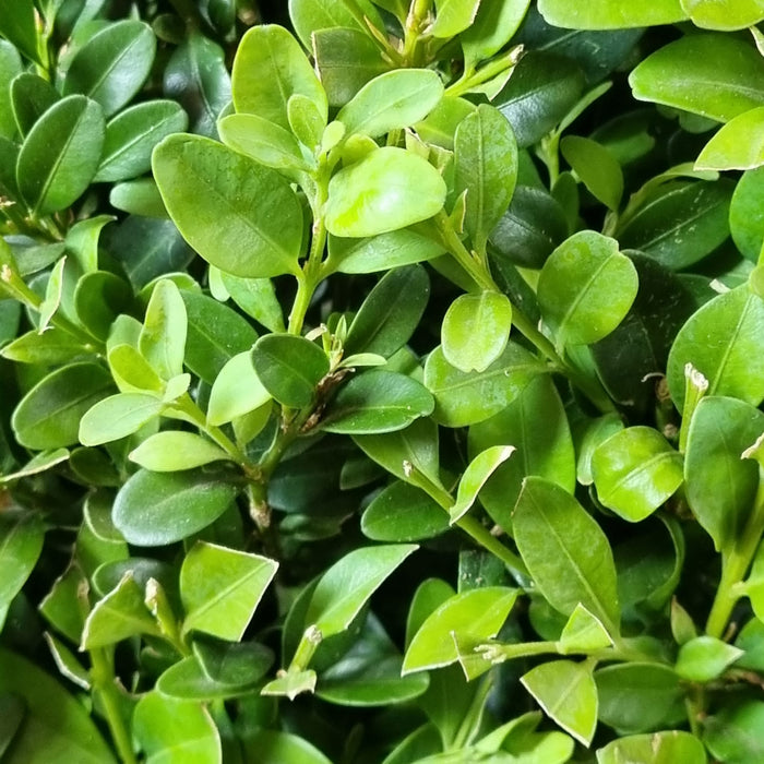 BUXUS Sempervirens PYRAMID XL