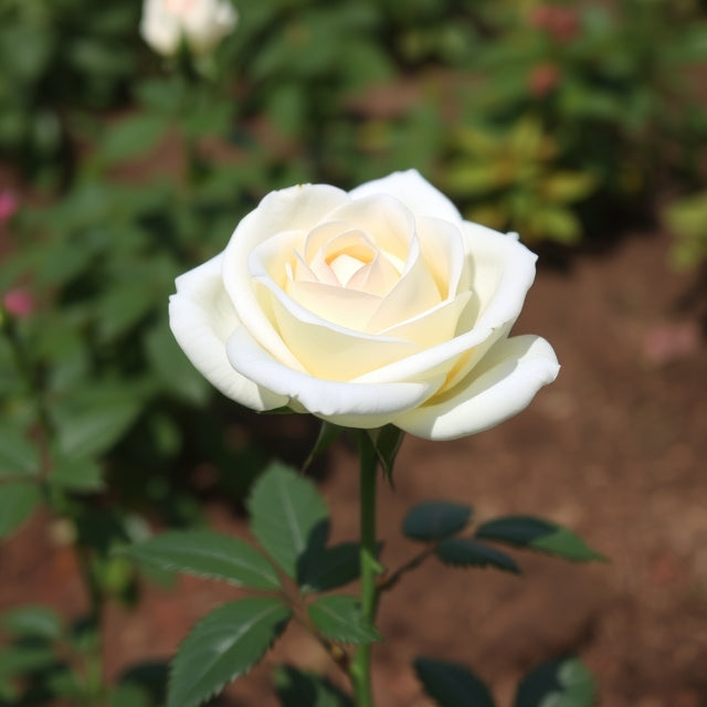 Standard Rose - Korbin White