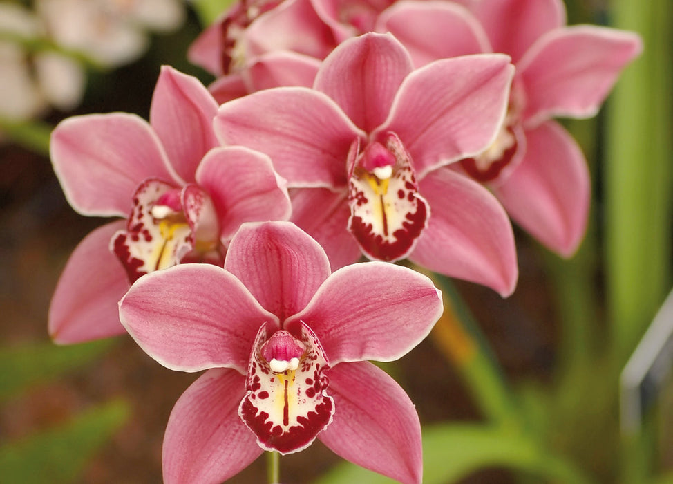 CYMBIDIUM Mix 14cm