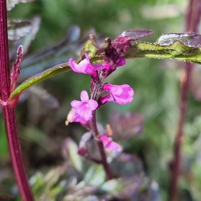 VERBENA 'Off. Bampton' 17cm