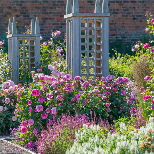 DAVID AUSTIN ROSES - Gertrude Jekyll